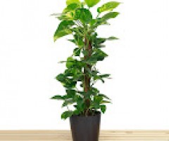 Seller Image